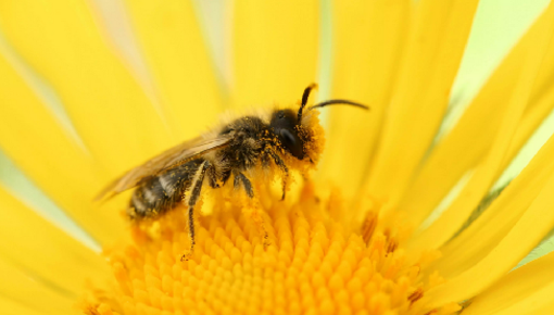 Bienenfreudlicher Schutz für Pflanzen