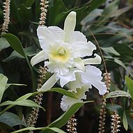 Cattleya und Dendrochilum